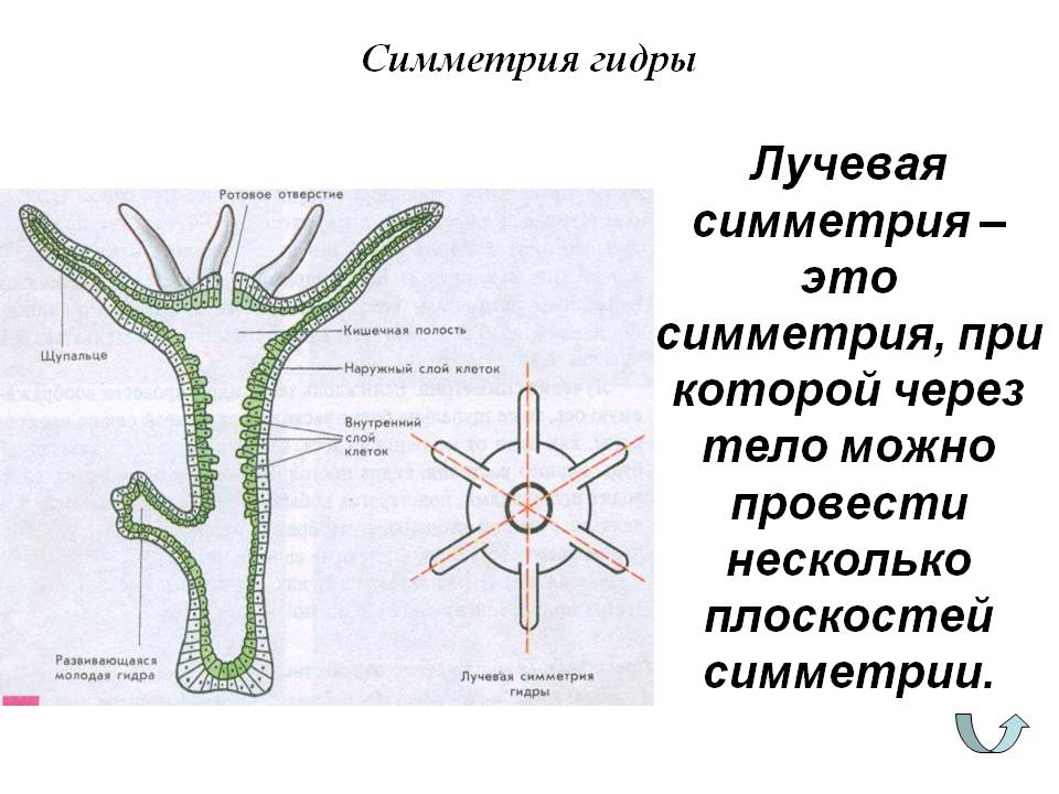 Кракен нарк